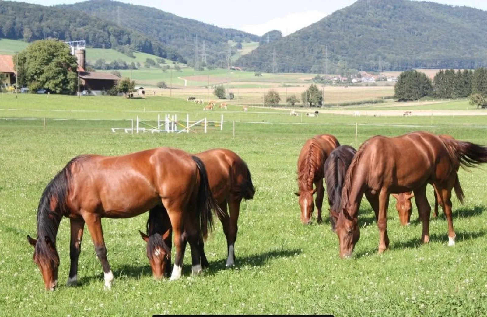 Weidegang beim Reitsportzentrum Team Steffen Pferdegruppe auf der Weide